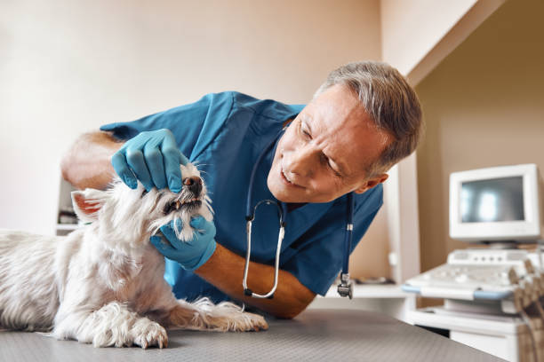 Best Knocked-Out Tooth (Avulsed Tooth) Treatment in Painesville, OH